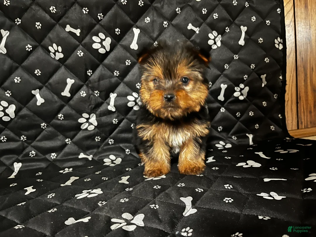 Yorkshire Terrier dogs for sale: Yorkshire Terrier Puppy 2 - Ad 1