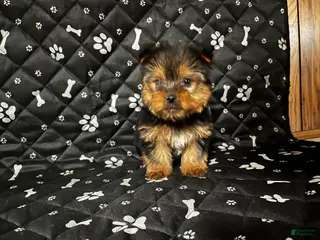 Yorkshire Terrier dogs for sale: Yorkshire Terrier Puppy 2 - Ad 3