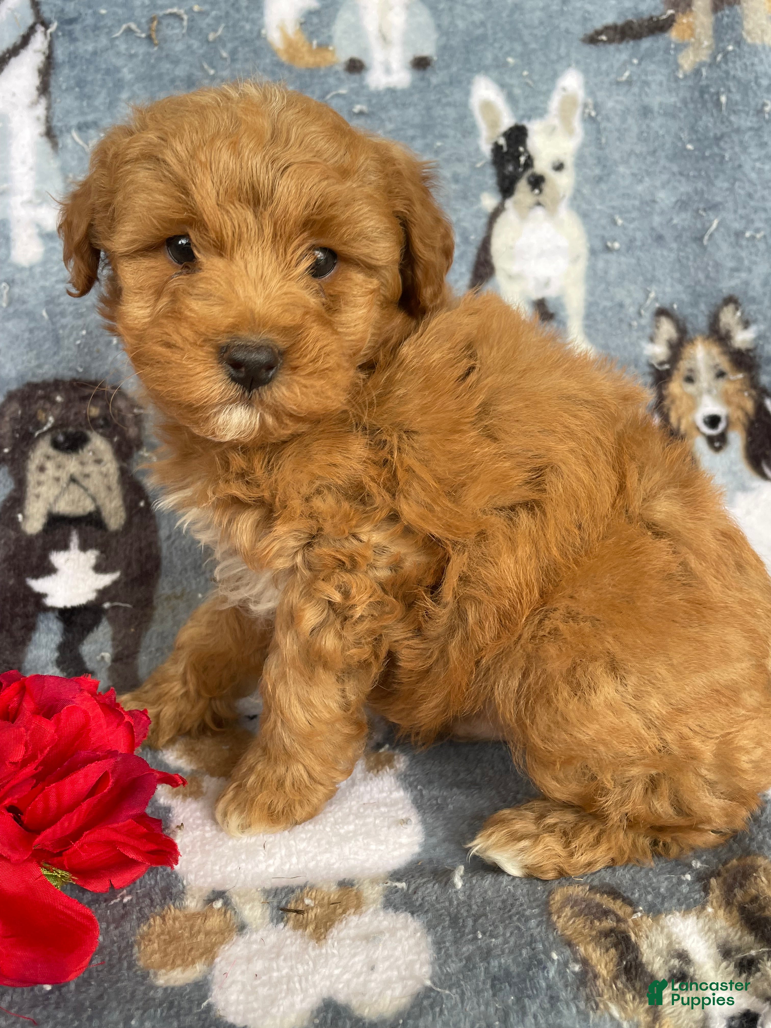 Miniature Poodle dogs Chester - Ad 21