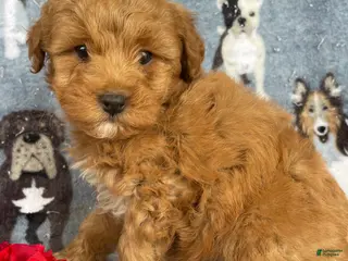 Miniature Poodle dogs Chester - Ad 15