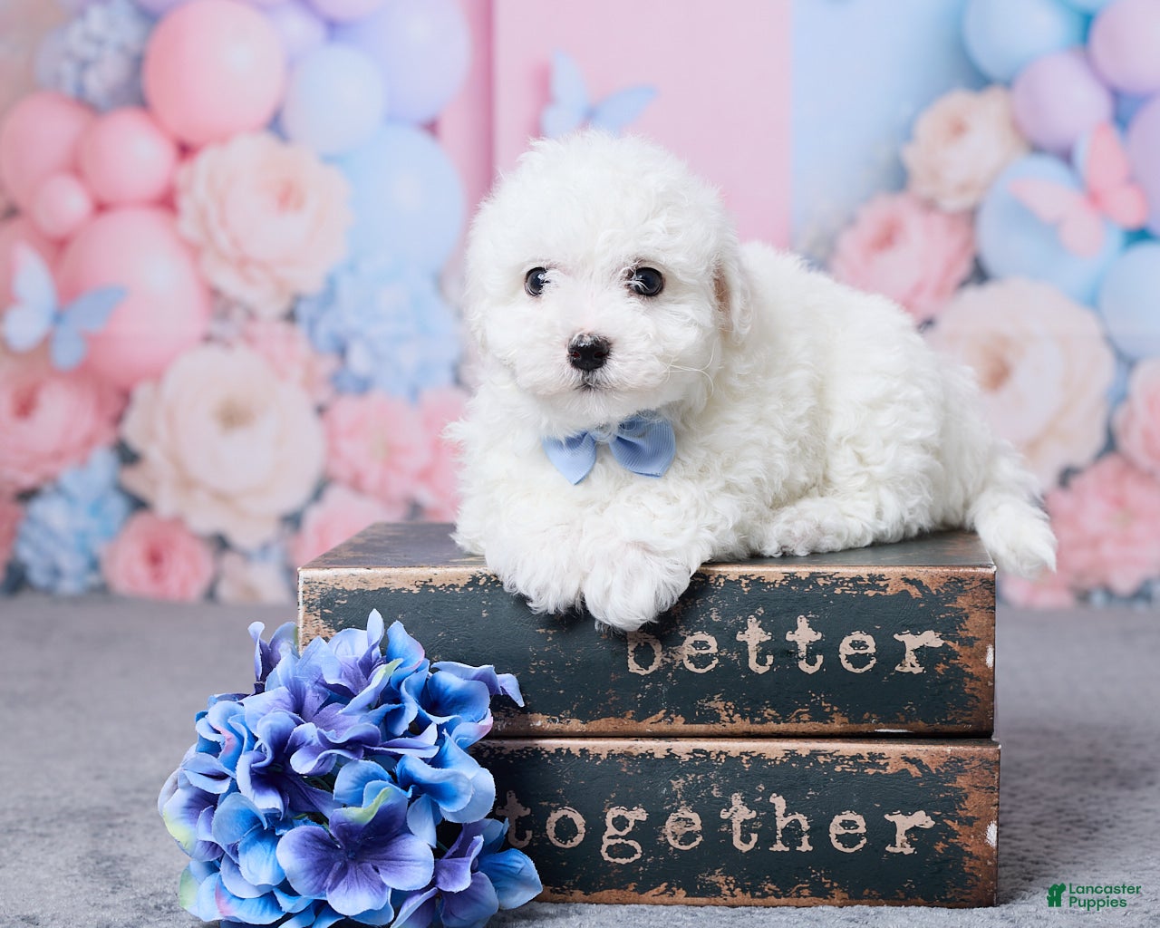 Bichon Frise dogs Oliver - Ad 1