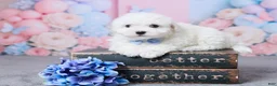 Bichon Frise dogs for sale: Oliver - Ad 1