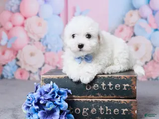 Bichon Frise dogs for sale: Oliver - Ad 2
