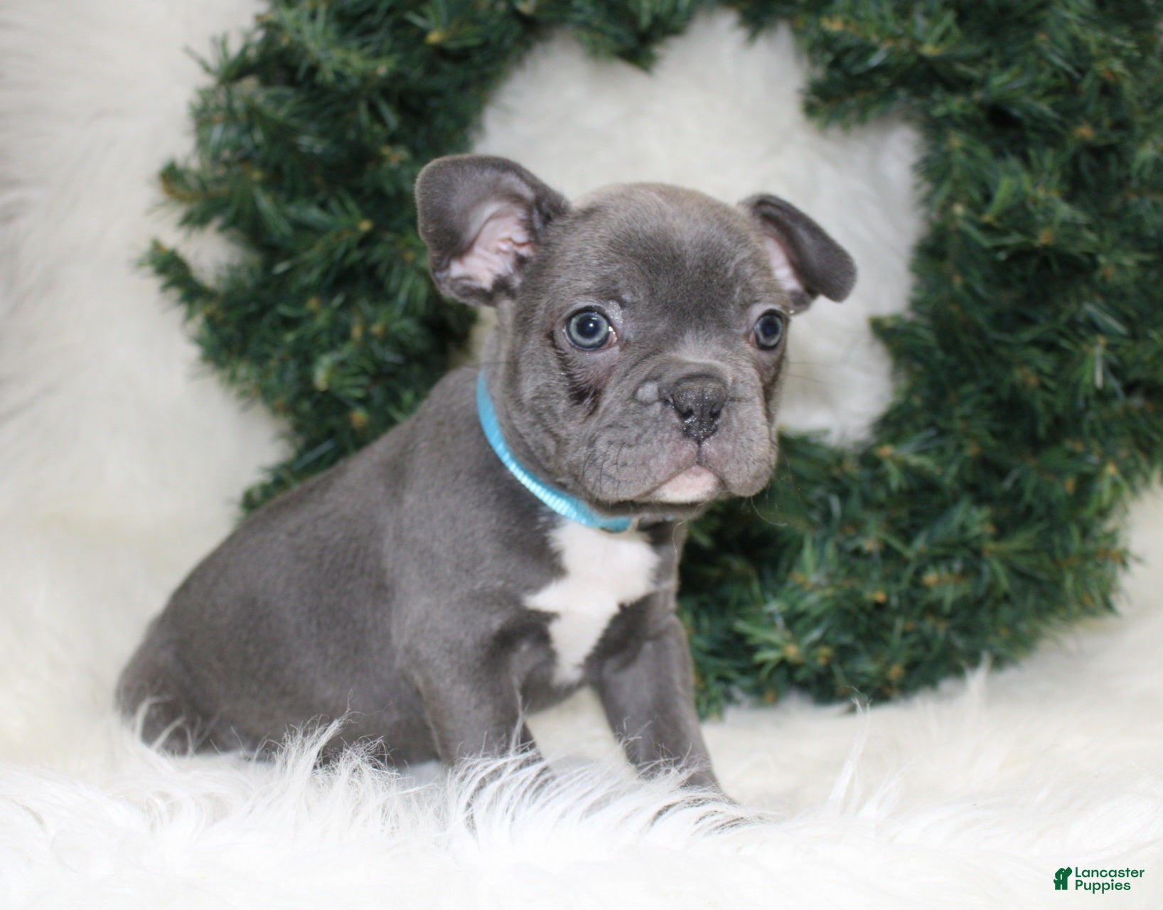 Mixed Breed dogs Beau - Ad 11