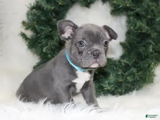 Mixed Breed dogs Beau - Ad 11