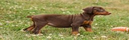 Doberman Pinscher dogs for sale: DOLLY - Ad 11