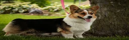 Welsh Corgi Pembroke dogs for sale: Jessie - Ad 13