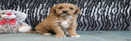 Mini Goldendoodle dogs for sale: Cliff - Ad 6