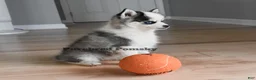 Pomsky dogs for sale: Lulu Micro Pomsky - Ad 5