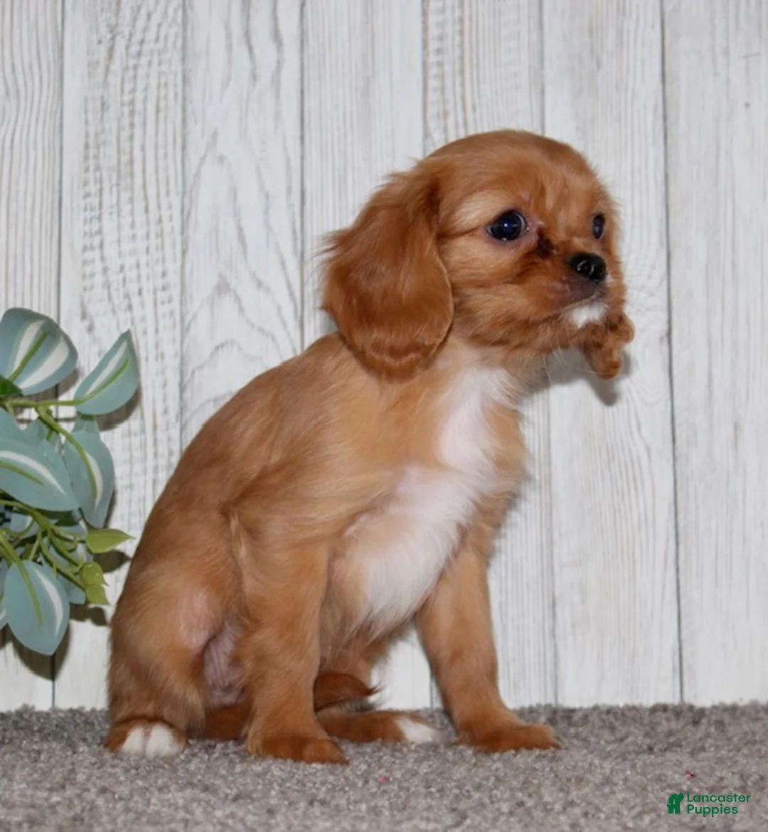 Cavapoo dogs for sale: Elsa - Ad 6