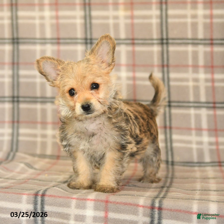 Morkie dogs Beauty - Ad 2