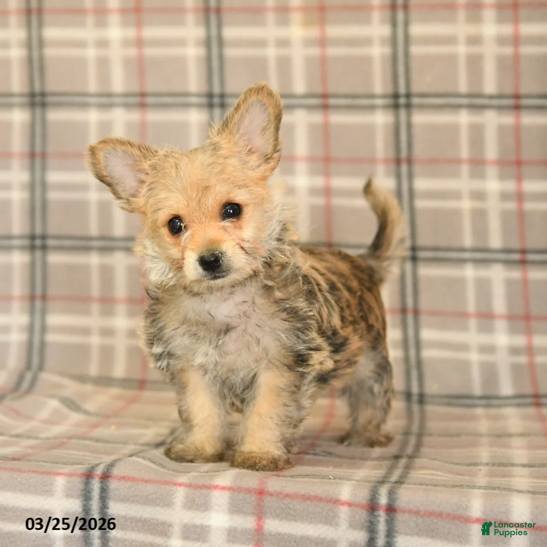 Morkie dogs for sale: Beauty - Ad 2