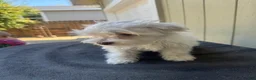 Maltipoo dogs for sale: Maltipoo 2 - Ad 4