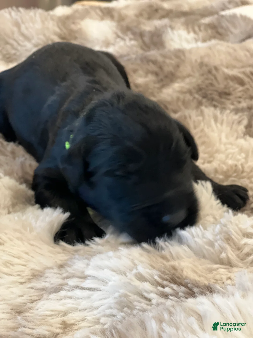 Giant Schnauzer dogs for sale: Archibald “Archie”  - Ad 5