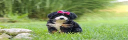 Mini Bernedoodle dogs for sale: Spree - Ad 1
