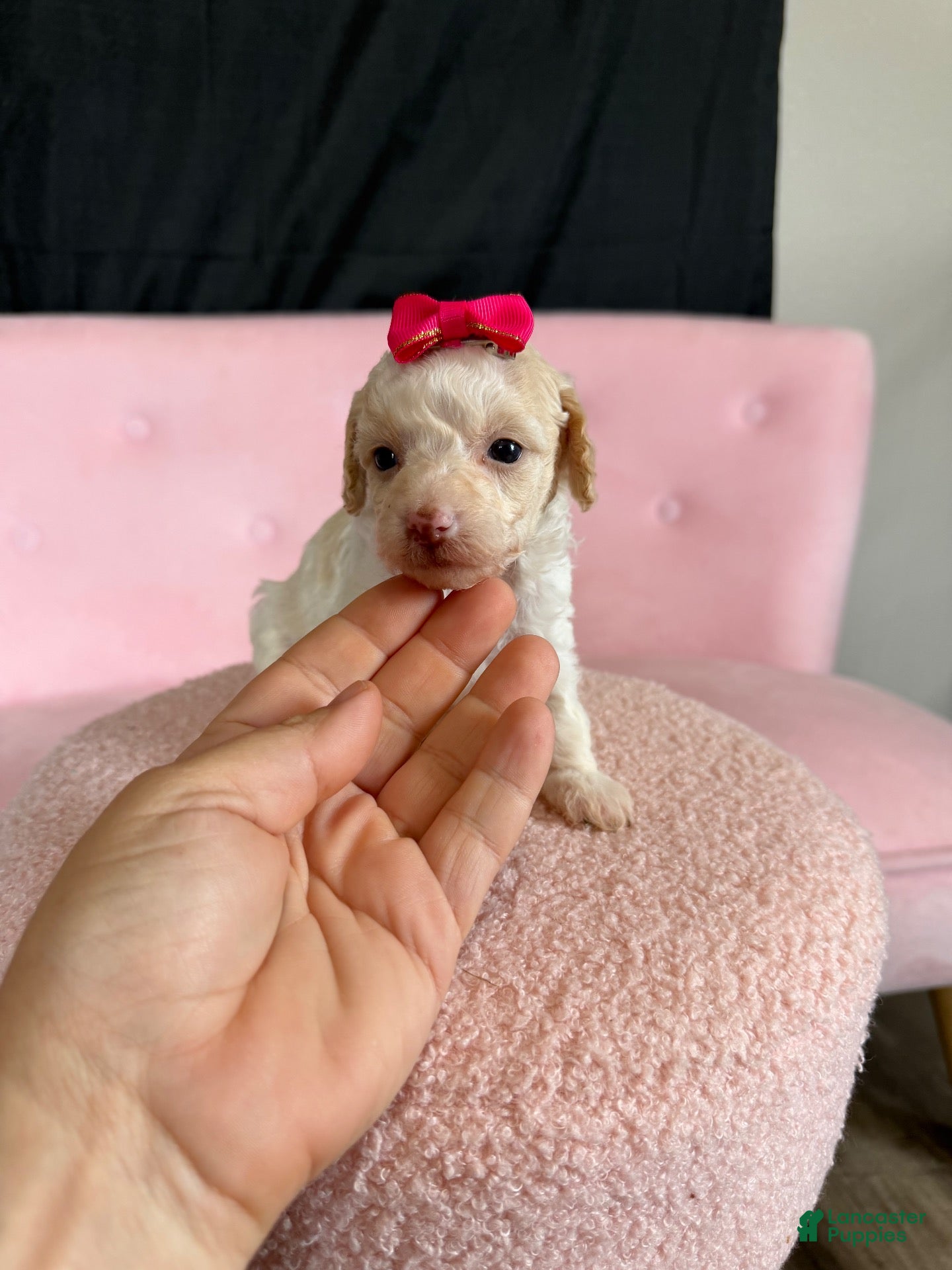 Miniature Poodle dogs Akc Clear 🧬 tested Chocolate Phantom Parti Girl  - Ad 5