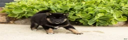 Shiba Inu dogs for sale: Lila  - Ad 3