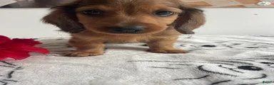 Oliver