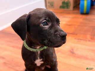 Mixed Breed dogs Pup Green - Ad 28