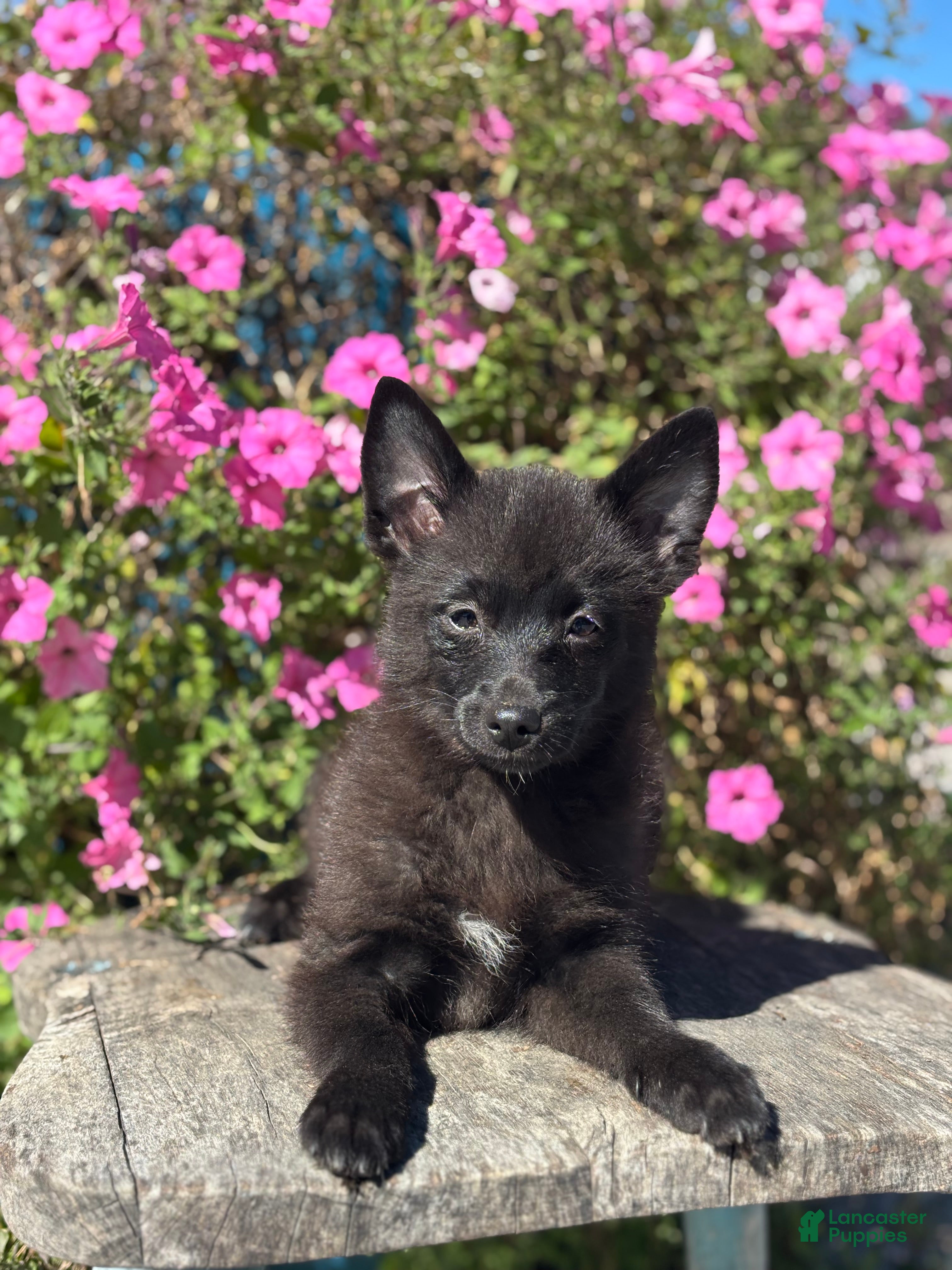 Pomsky dogs Gail - Ad 2
