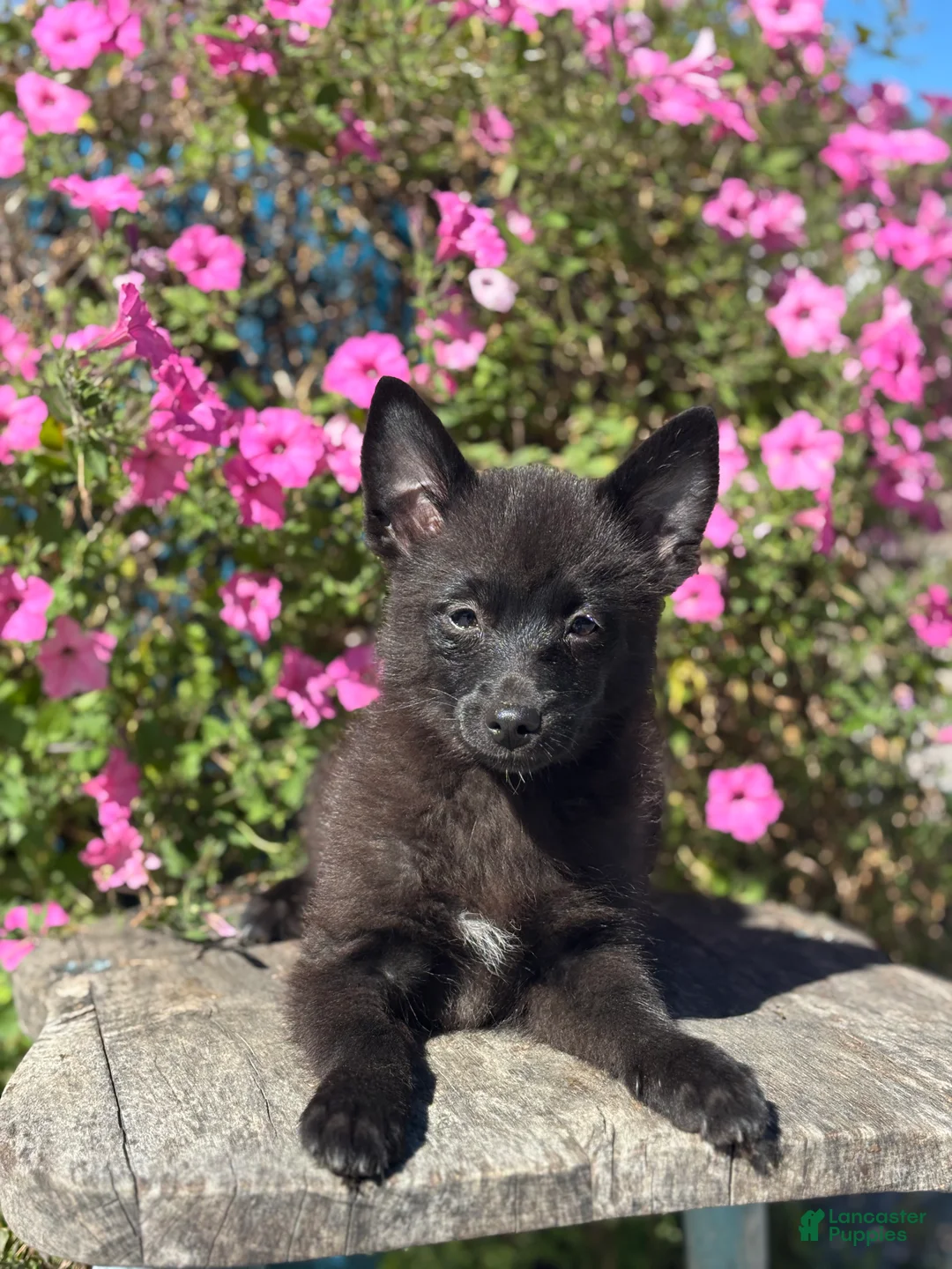Pomsky dogs for sale: Gail - Ad 2