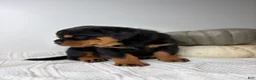 Rottweiler dogs for sale: Rottweiler 3 - Ad 11