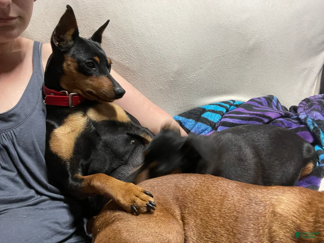 Miniature Pinscher dogs for sale: Miniature Pinscher Puppy 4 - Ad 2