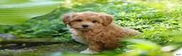 Maltipoo dogs for sale: Letty - Ad 7