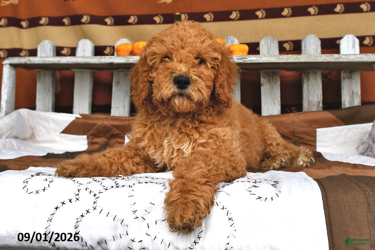 Goldendoodle dogs Becky - Ad 2