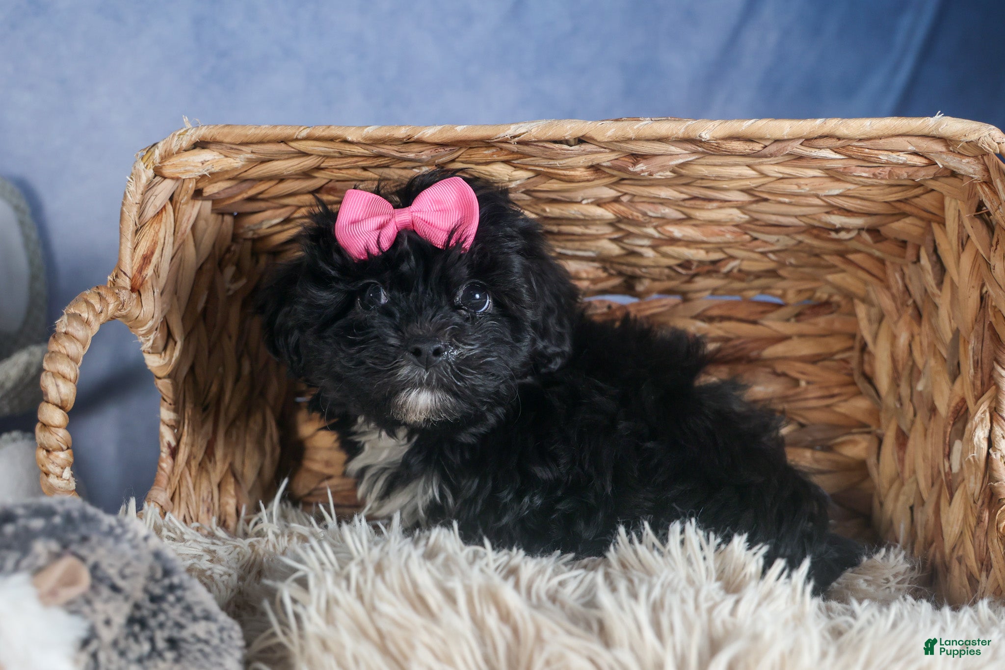Yorkiepoo dogs JULIE - Ad 2