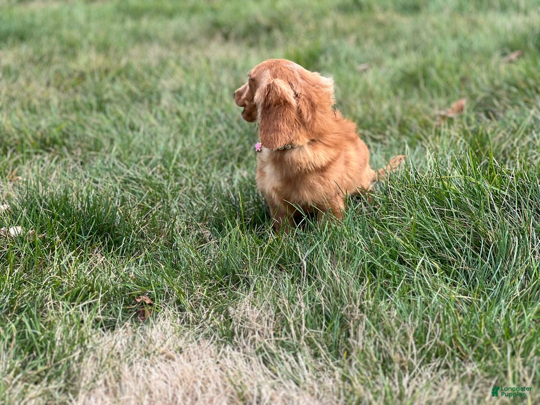 Miniature Dachshund dogs for sale: Female import puppy- uses pads - Ad 8