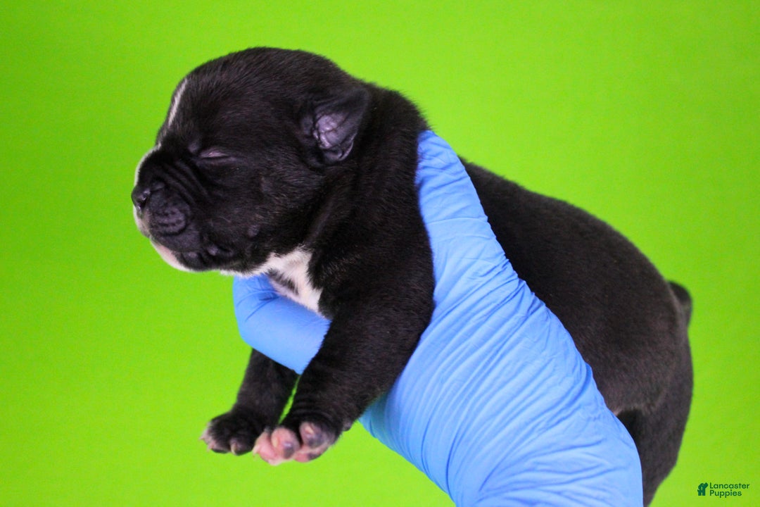 American Bully dogs for sale: Black/White Male - Ad 7