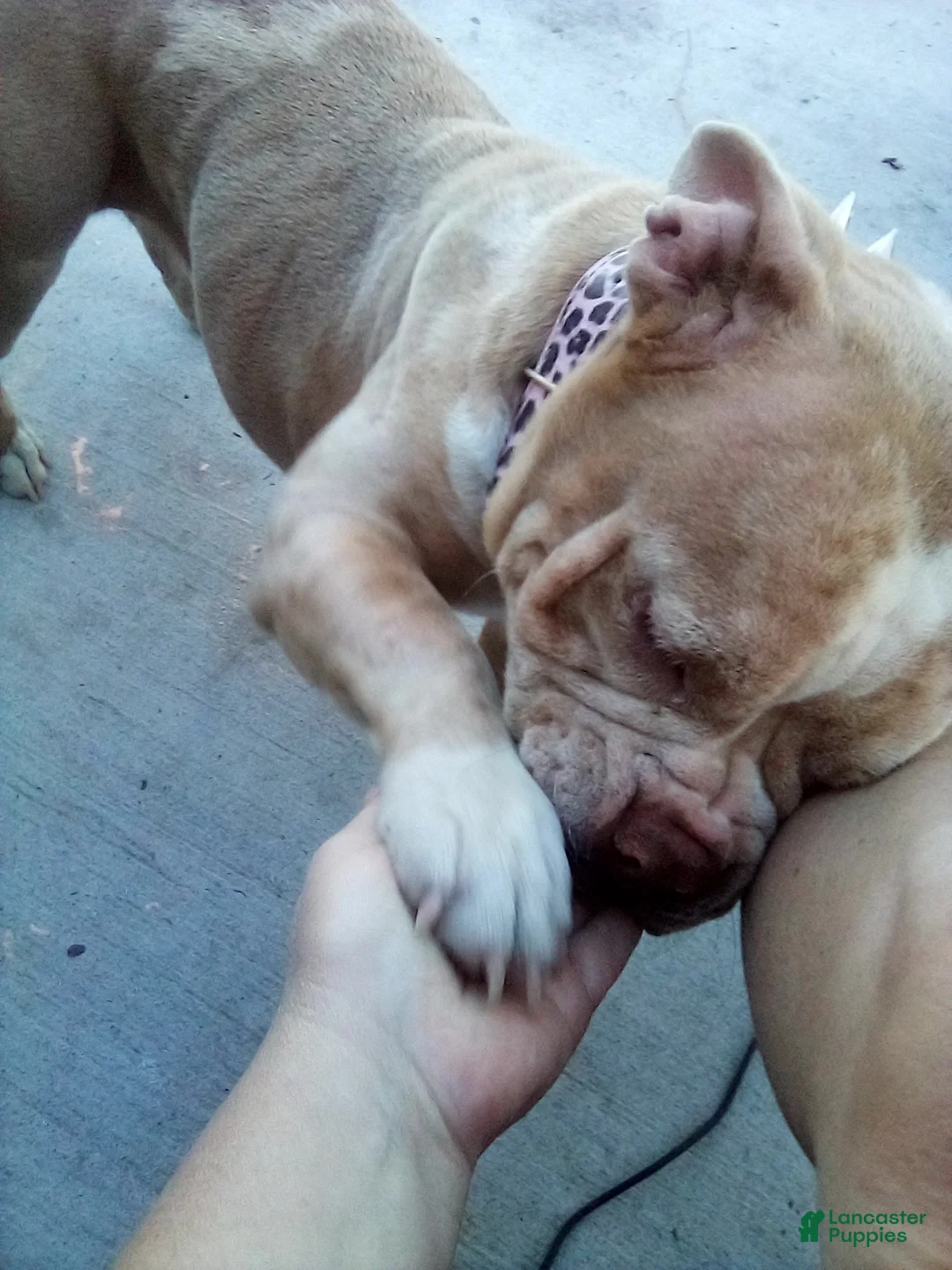 American Bully dogs for sale: American Bully Puppy 1 - Ad 2