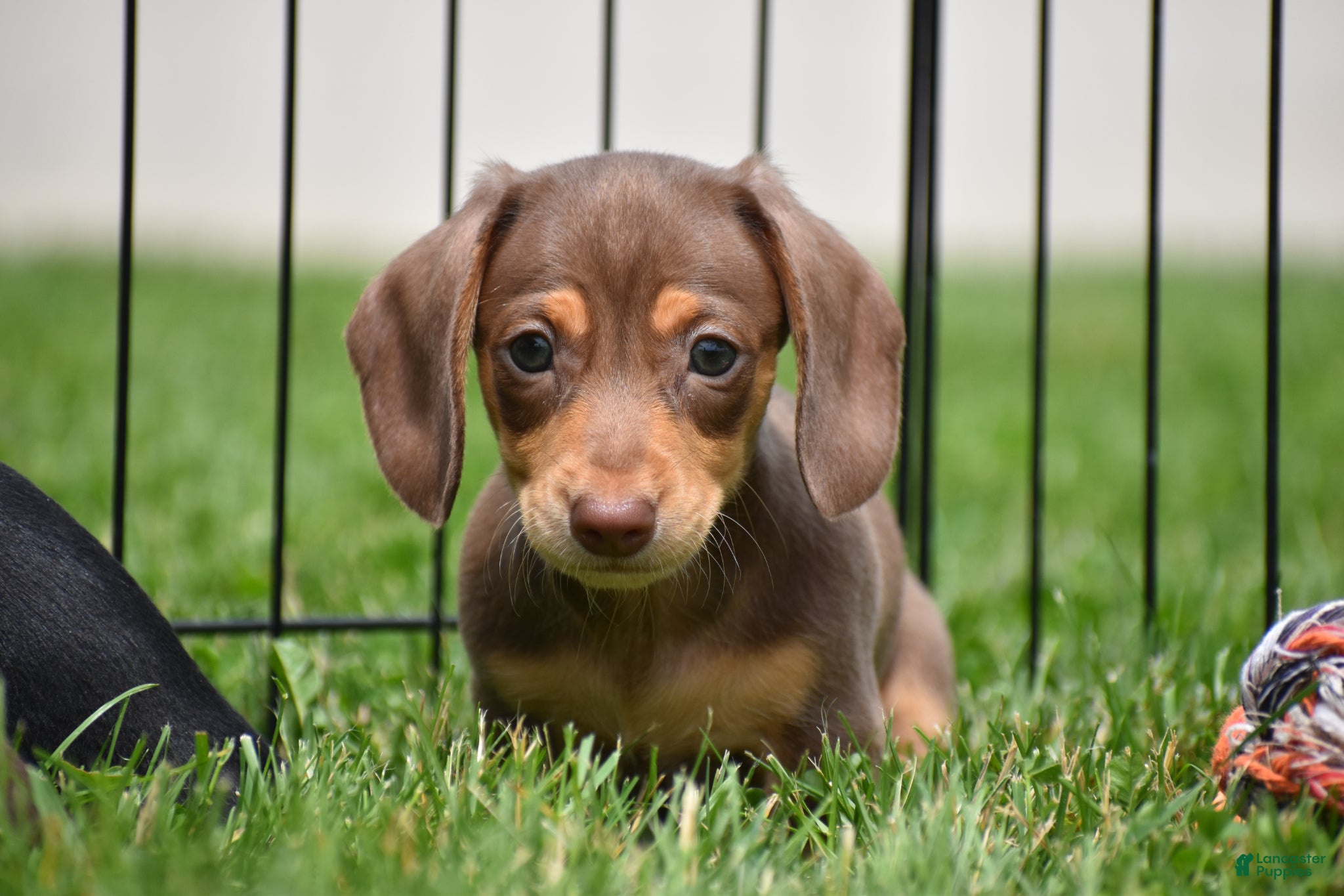 Miniature Dachshund dogs Frankie - Ad 1