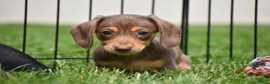Frankie