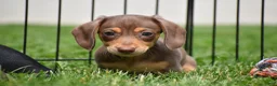 Miniature Dachshund dogs for sale: Frankie - Ad 1