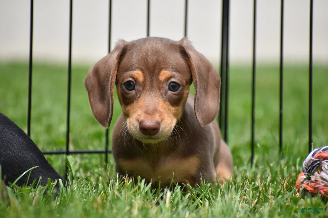 Miniature Dachshund dogs for sale: Frankie - Ad 1