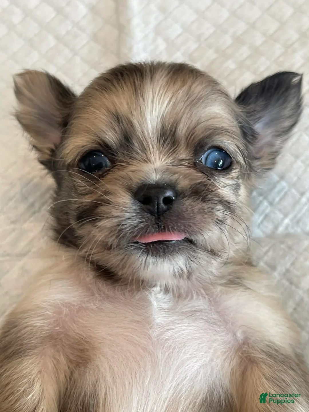 Chihuahua dogs for sale: Parker - Ad 1