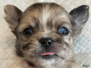 Chihuahua dogs Parker - Ad 26