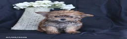 Yorkiepoo dogs for sale: Tiny - Ad 4