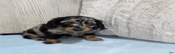 Miniature Dachshund dogs for sale: Lane - Ad 5