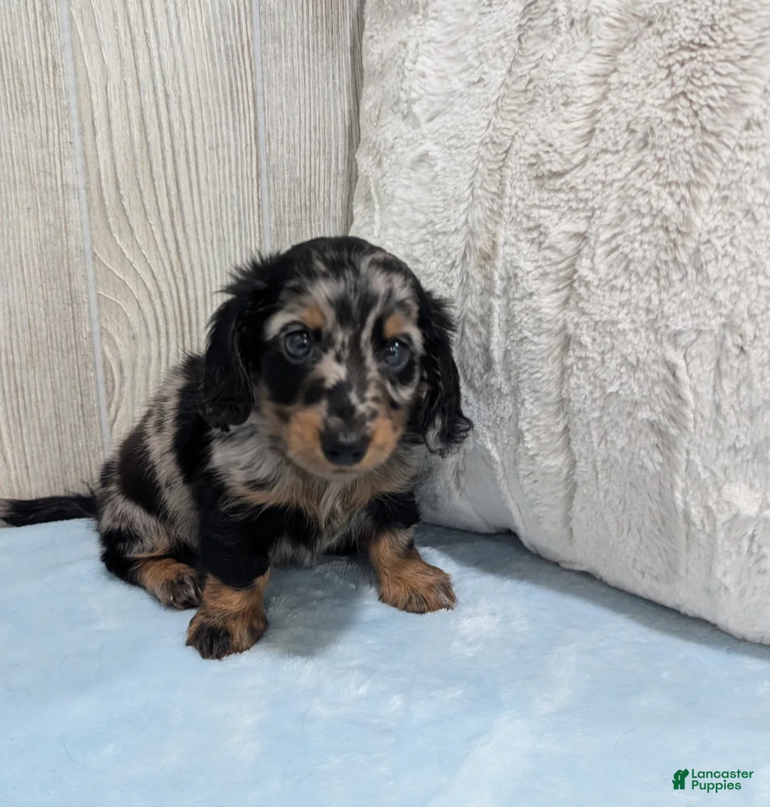 Miniature Dachshund dogs for sale: Lane - Ad 5