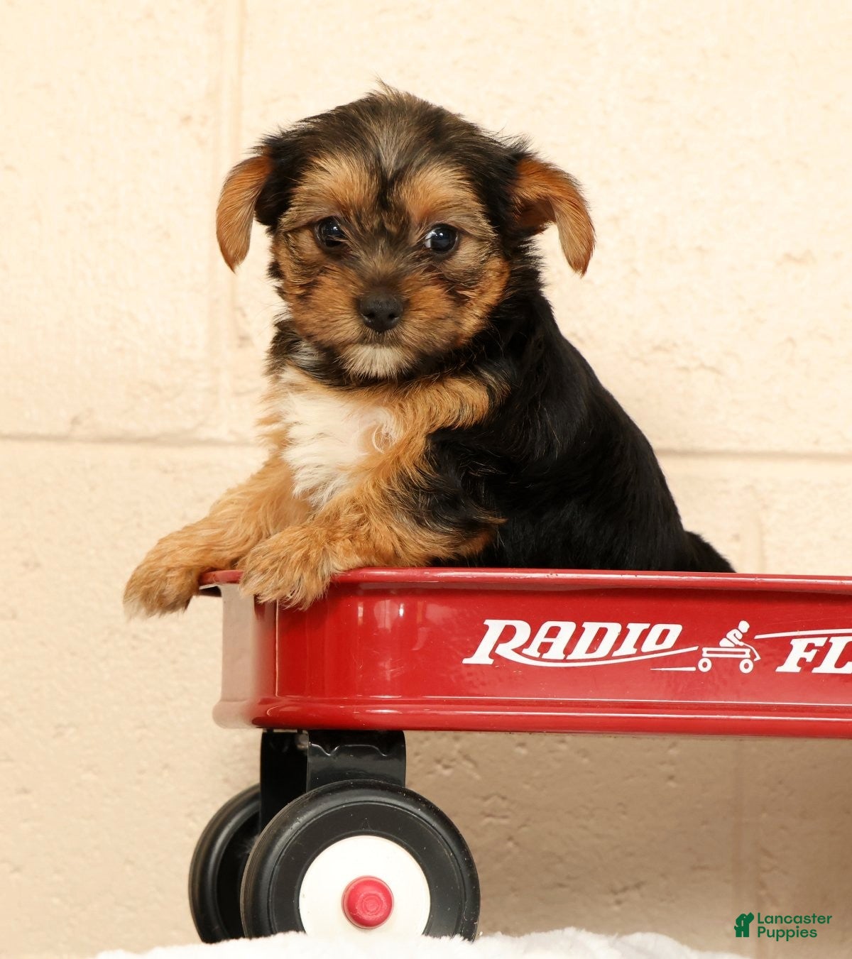 Yorkshire Terrier dogs Olive - Ad 1