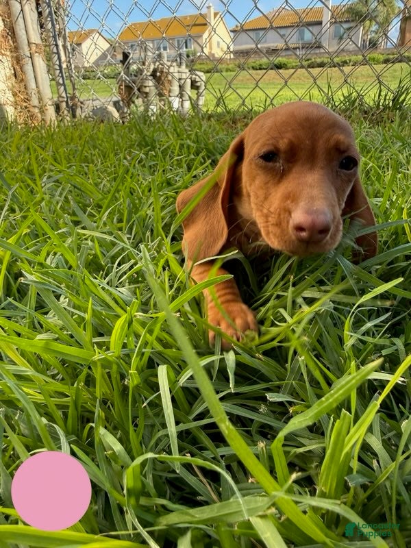 Miniature Dachshund dogs Toy Dachshund Female 2 - Ad 1