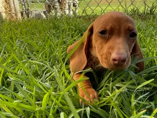 Miniature Dachshund dogs for sale: Toy Dachshund Female 2 - Ad 4