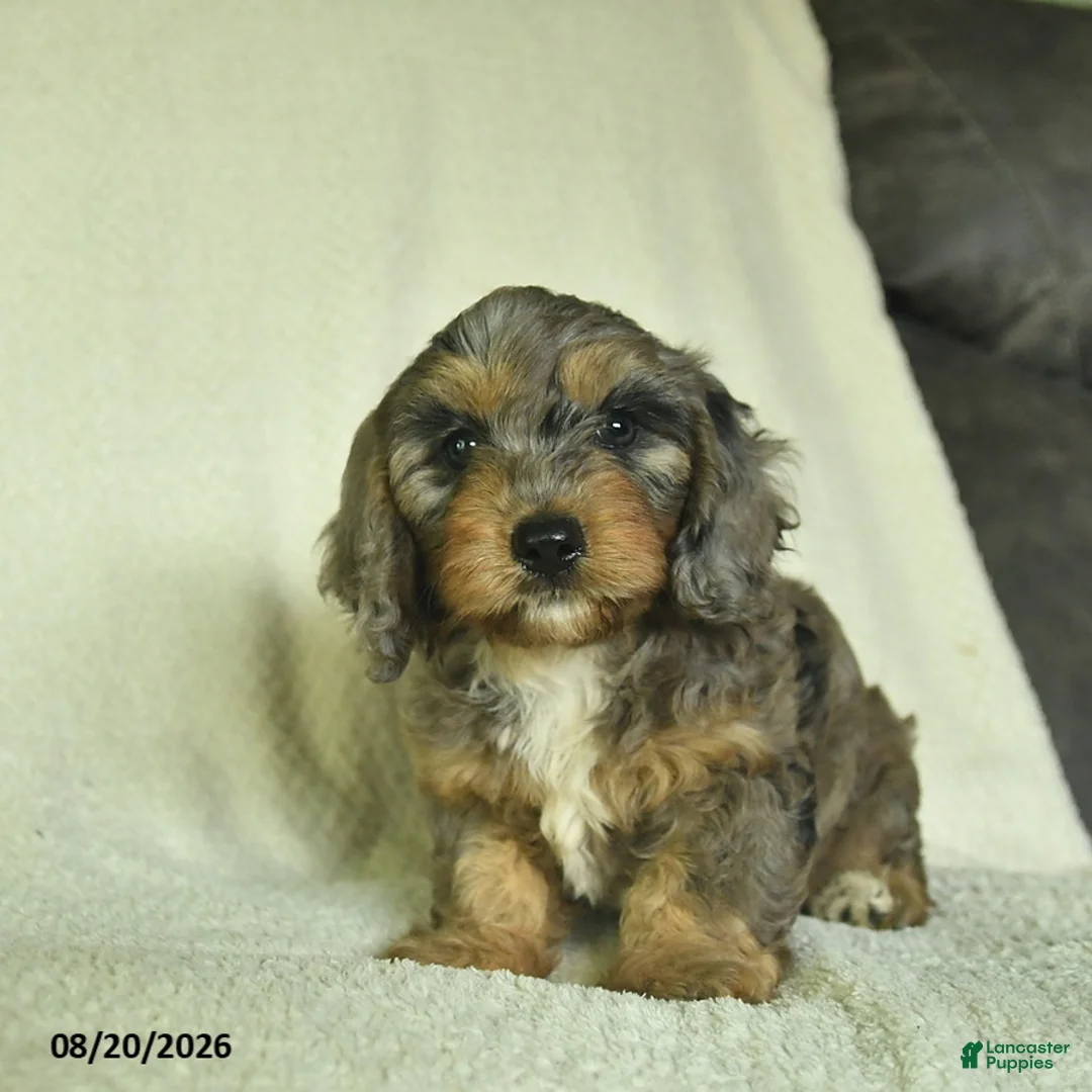 Doxiepoo dogs for sale: Joseph - Ad 2