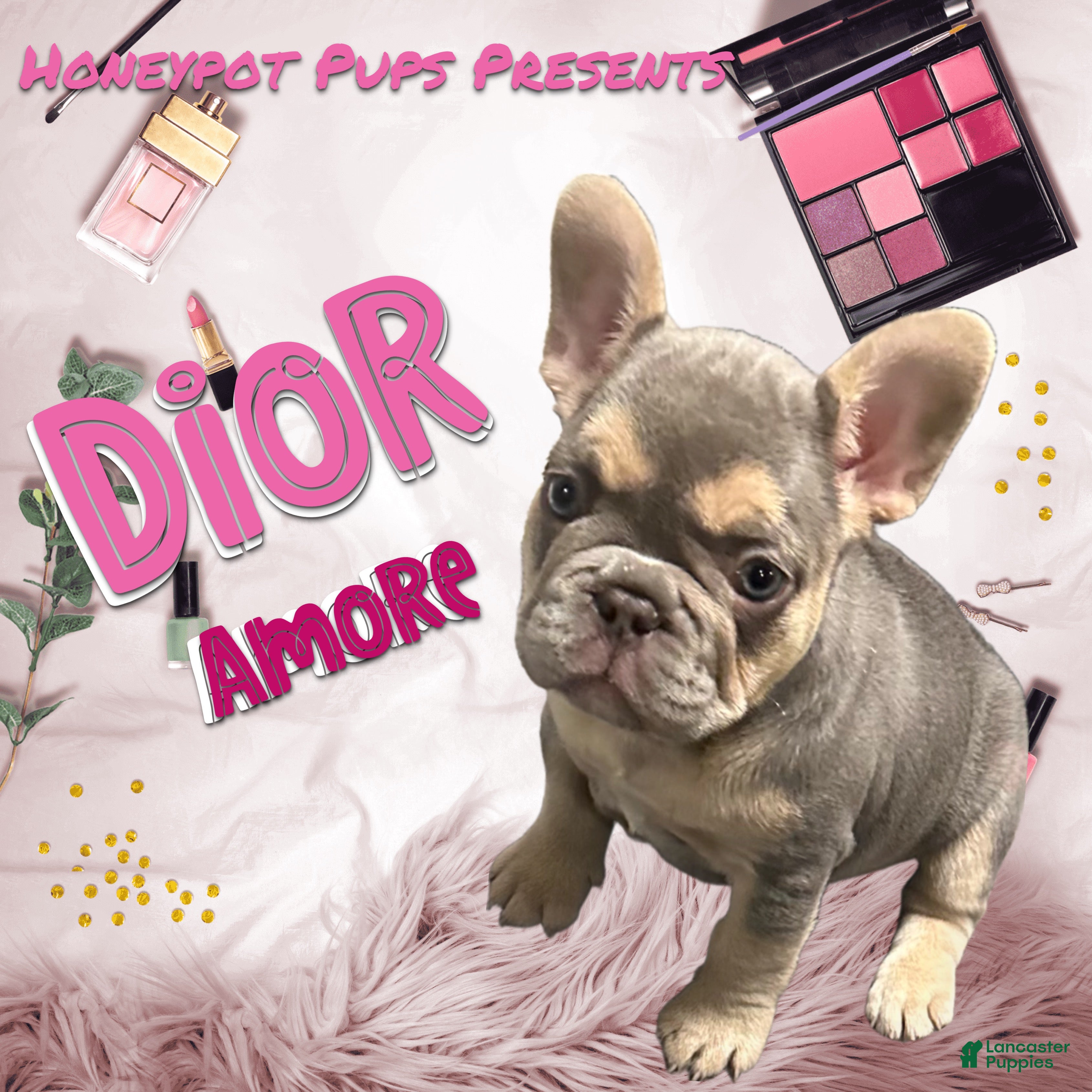French Bulldog dogs FLUFFY CARRIER *DIOR* - Ad 2