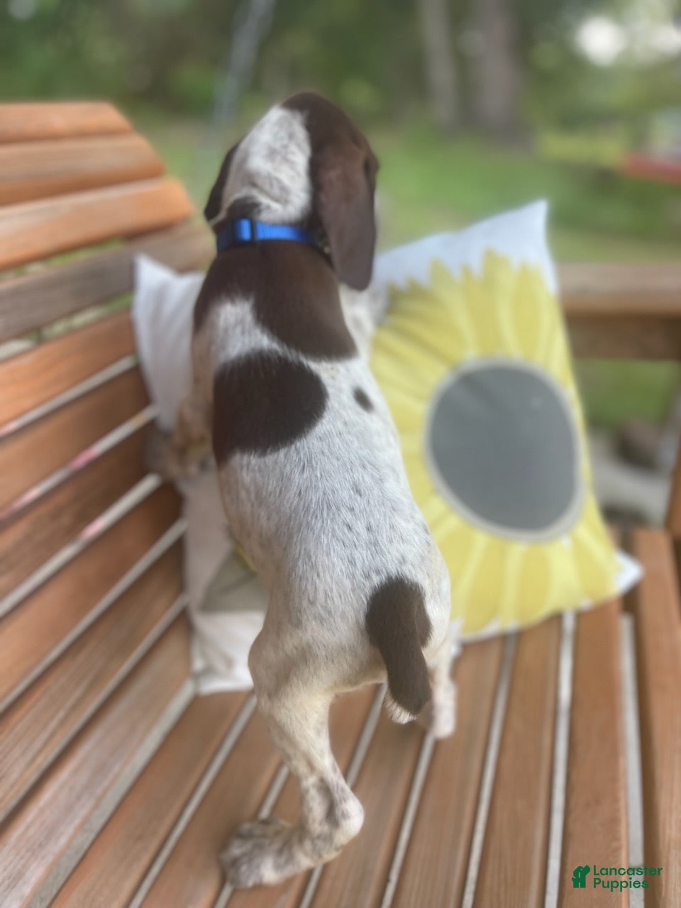 German Shorthaired Pointer dogs German Shorthaired Pointer Boy 4 - Ad 2