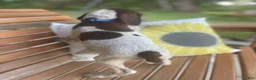German Shorthaired Pointer dogs for sale: German Shorthaired Pointer Boy 4 - Ad 2