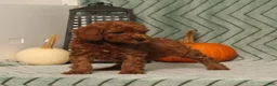 Miniature Poodle dogs for sale: Glory - Ad 4